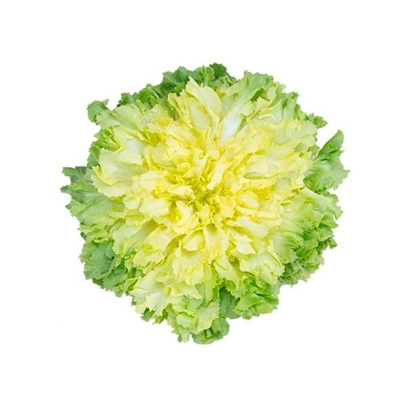 Insalata Scarola